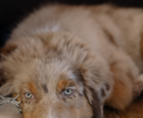 Mini Aussiedoodle Puppies For Sale Pilesgrove Pups